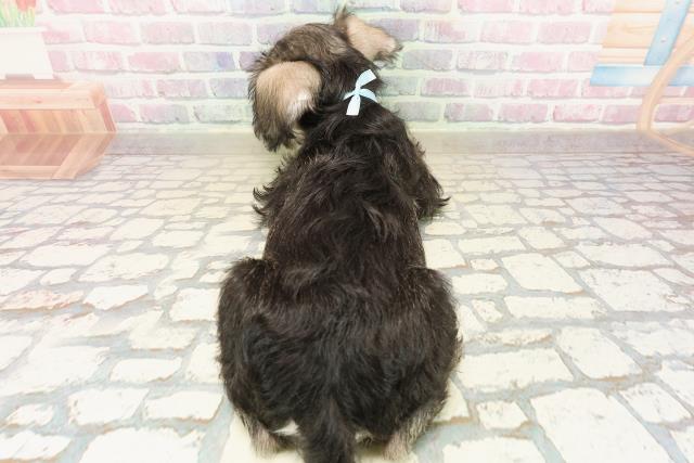 北海道のミニチュアシュナウザー (Coo&RIKU函館店/2025年9月25日生まれ/男の子/ソルトペッパー)の子犬の4枚目の画像