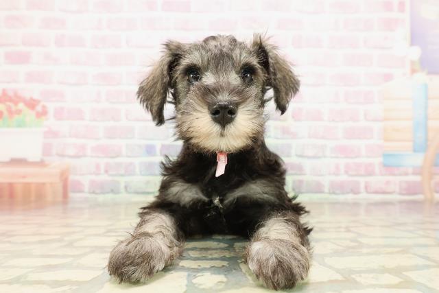 北海道のミニチュアシュナウザー (Coo&RIKU札幌西店/2025年9月25日生まれ/女の子/ソルトペッパー)の子犬の1枚目の画像
