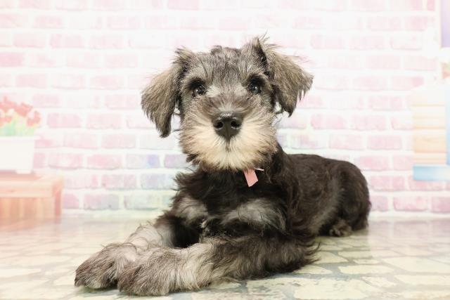 北海道のミニチュアシュナウザー (Coo&RIKU札幌西店/2025年9月25日生まれ/女の子/ソルトペッパー)の子犬の2枚目の画像