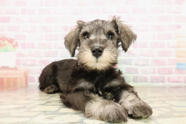 北海道のミニチュアシュナウザー (Coo&RIKU札幌西店/2025年9月25日生まれ/女の子/ソルトペッパー)の子犬の3枚目の画像