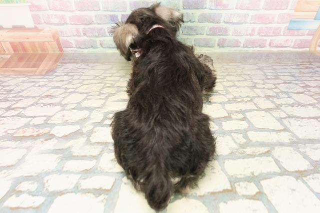 北海道のミニチュアシュナウザー (Coo&RIKU札幌西店/2025年9月25日生まれ/女の子/ソルトペッパー)の子犬の4枚目の画像