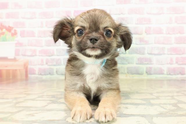 新潟県のチワワ(ロング) (Coo&RIKU長岡店/2025年9月26日生まれ/男の子/フォーンホワイト)の子犬