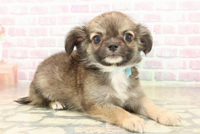 新潟県のチワワ(ロング) (Coo&RIKU長岡店/2025年9月26日生まれ/男の子/フォーンホワイト)の子犬の3枚目の画像