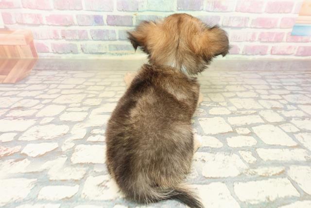 新潟県のチワワ(ロング) (Coo&RIKU長岡店/2025年9月26日生まれ/男の子/フォーンホワイト)の子犬の4枚目の画像