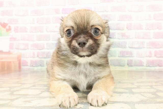 北海道のチワワ(ロング) (Coo&RIKU札幌東店/2025年9月26日生まれ/男の子/フォーンホワイト)の子犬の1枚目の画像