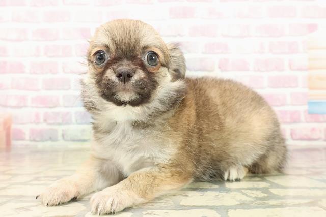 北海道のチワワ(ロング) (Coo&RIKU札幌東店/2025年9月26日生まれ/男の子/フォーンホワイト)の子犬の2枚目の画像