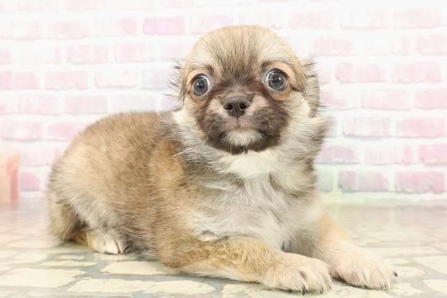 北海道のチワワ(ロング) (Coo&RIKU札幌東店/2025年9月26日生まれ/男の子/フォーンホワイト)の子犬の3枚目の画像