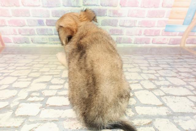 北海道のチワワ(ロング) (Coo&RIKU札幌東店/2025年9月26日生まれ/男の子/フォーンホワイト)の子犬の4枚目の画像