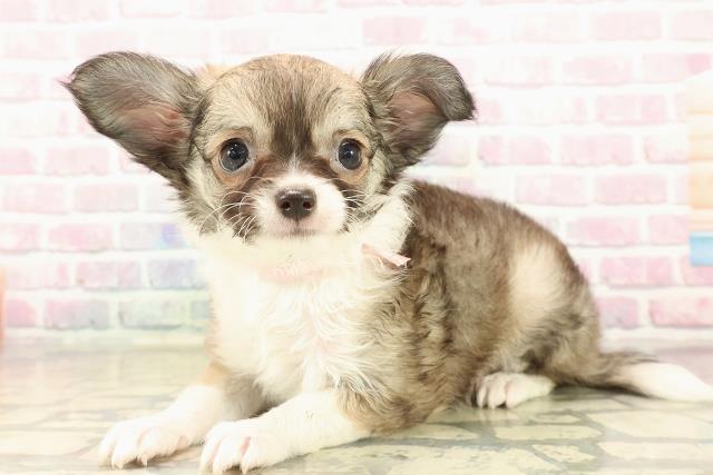 栃木県のチワワ(ロング) (Coo&RIKUFKDインターパーク店/2025年9月26日生まれ/女の子/フォーンホワイト)の子犬の2枚目の画像