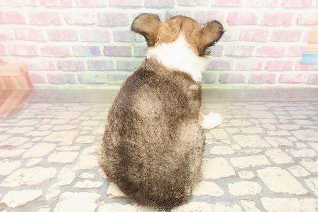 栃木県のチワワ(ロング) (Coo&RIKUFKDインターパーク店/2025年9月26日生まれ/女の子/フォーンホワイト)の子犬の4枚目の画像