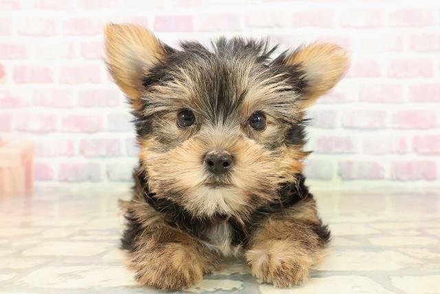 千葉県のヨークシャーテリア (Coo&RIKU若葉都賀店/2025年9月26日生まれ/男の子/スチールブルータン)の子犬