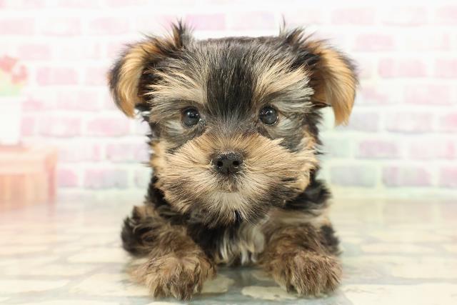 埼玉県のヨークシャーテリア (Coo&RIKU春日部店/2025年9月26日生まれ/女の子/スチールブルータン)の子犬の1枚目の画像