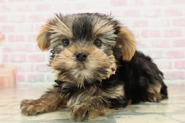 埼玉県のヨークシャーテリア (Coo&RIKU春日部店/2025年9月26日生まれ/女の子/スチールブルータン)の子犬の2枚目の画像