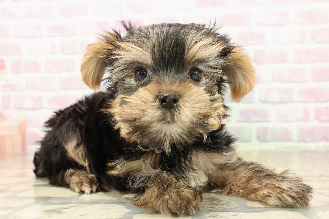 埼玉県のヨークシャーテリア (Coo&RIKU春日部店/2025年9月26日生まれ/女の子/スチールブルータン)の子犬の3枚目の画像