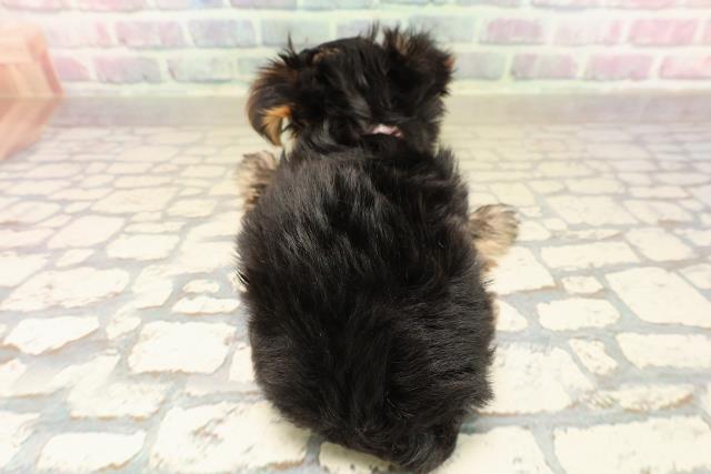 埼玉県のヨークシャーテリア (Coo&RIKU春日部店/2025年9月26日生まれ/女の子/スチールブルータン)の子犬の4枚目の画像