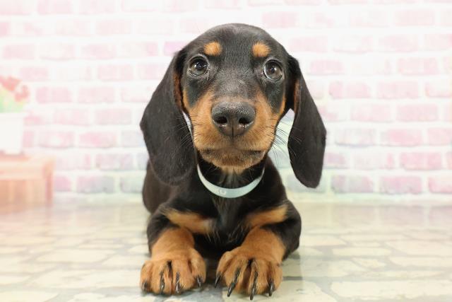 埼玉県のスタンダードダックスフンド(ロング) (Coo&RIKU川越店/2025年9月28日生まれ/男の子/ブラックタン)の子犬の1枚目の画像