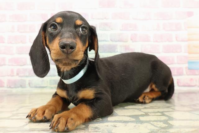 埼玉県のスタンダードダックスフンド(ロング) (Coo&RIKU川越店/2025年9月28日生まれ/男の子/ブラックタン)の子犬の2枚目の画像