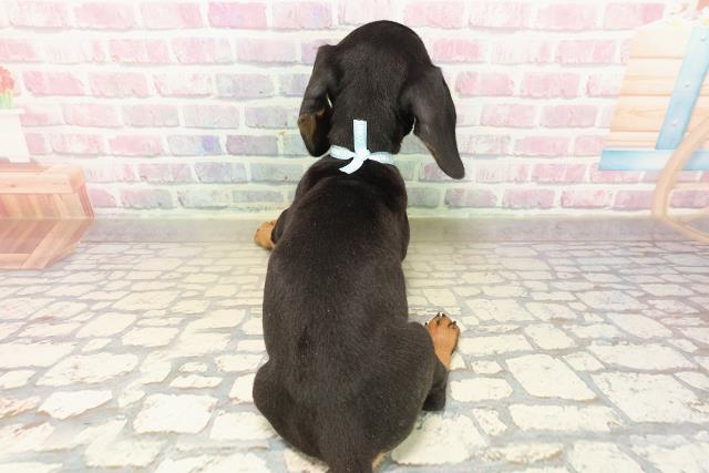 埼玉県のスタンダードダックスフンド(ロング) (Coo&RIKU川越店/2025年9月28日生まれ/男の子/ブラックタン)の子犬の4枚目の画像