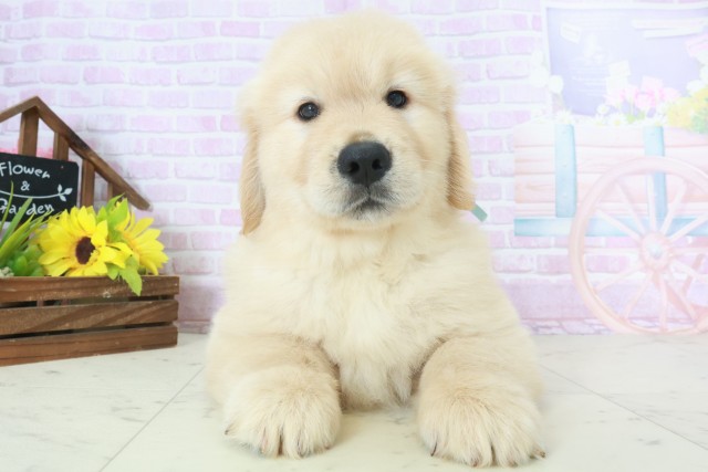 福岡県のゴールデンレトリバー (Coo&RIKUゆめタウン飯塚店/2025年9月28日生まれ/男の子/ゴールデン)の子犬の1枚目の画像