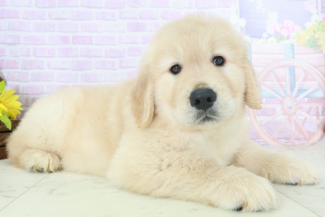 福岡県のゴールデンレトリバー (Coo&RIKUゆめタウン飯塚店/2025年9月28日生まれ/男の子/ゴールデン)の子犬の2枚目の画像