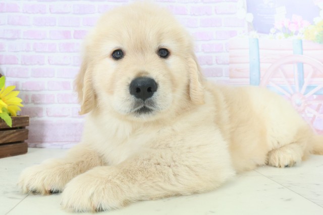 福岡県のゴールデンレトリバー (Coo&RIKUゆめタウン飯塚店/2025年9月28日生まれ/男の子/ゴールデン)の子犬の3枚目の画像