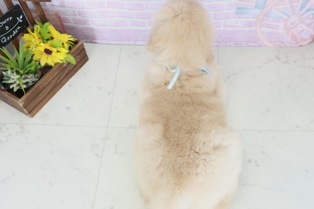 福岡県のゴールデンレトリバー (Coo&RIKUゆめタウン飯塚店/2025年9月28日生まれ/男の子/ゴールデン)の子犬の4枚目の画像