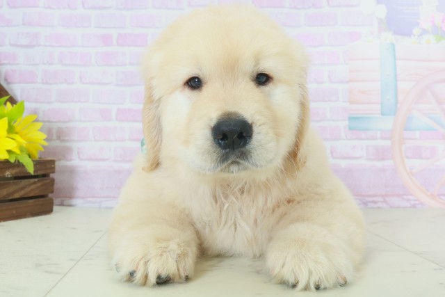 福岡県のゴールデンレトリバー (Coo&RIKUフォレストシティ春日店/2025年9月28日生まれ/男の子/ゴールデン)の子犬