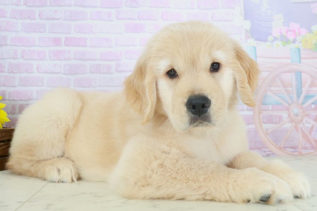佐賀県のゴールデンレトリバー (Coo&RIKU佐賀神埼店/2025年9月28日生まれ/女の子/ゴールデン)の子犬の2枚目の画像