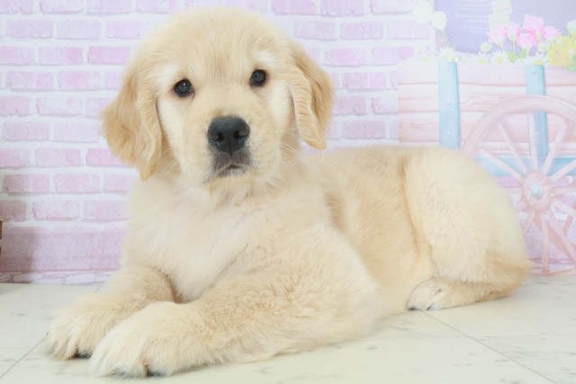 佐賀県のゴールデンレトリバー (Coo&RIKU佐賀神埼店/2025年9月28日生まれ/女の子/ゴールデン)の子犬の3枚目の画像