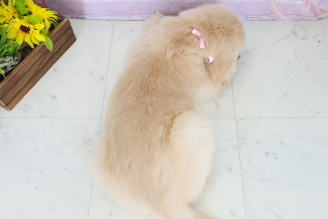 佐賀県のゴールデンレトリバー (Coo&RIKU佐賀神埼店/2025年9月28日生まれ/女の子/ゴールデン)の子犬の4枚目の画像