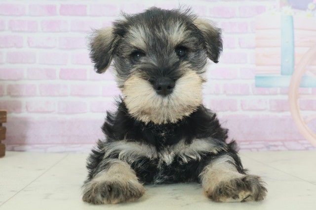 福岡県のミニチュアシュナウザー (Coo&RIKU久留米店/2025年9月27日生まれ/男の子/ソルトペッパー)の子犬の1枚目の画像