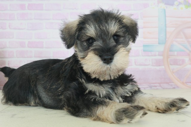 福岡県のミニチュアシュナウザー (Coo&RIKU久留米店/2025年9月27日生まれ/男の子/ソルトペッパー)の子犬の2枚目の画像