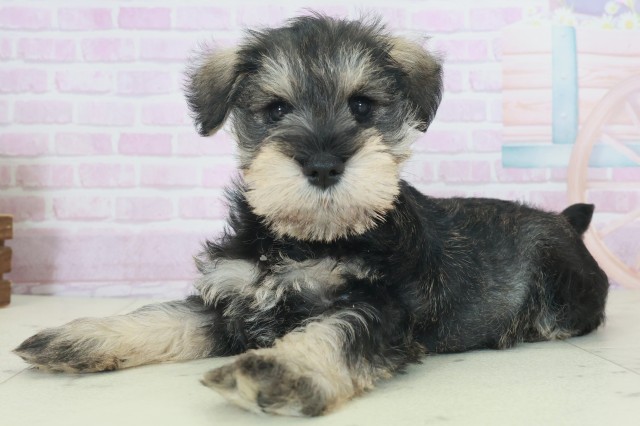 福岡県のミニチュアシュナウザー (Coo&RIKU久留米店/2025年9月27日生まれ/男の子/ソルトペッパー)の子犬の3枚目の画像