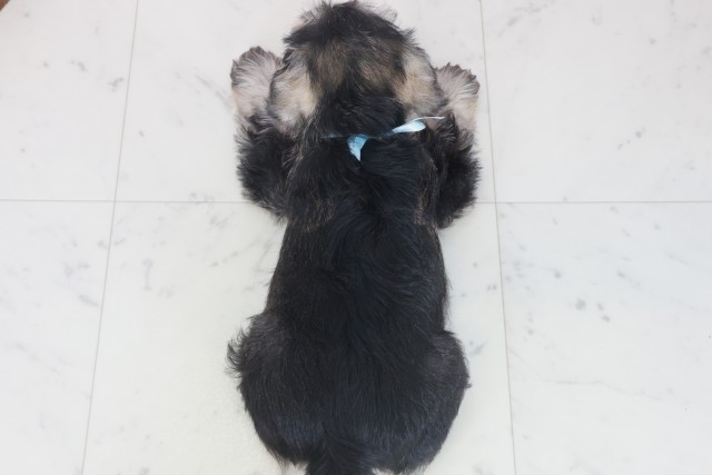 福岡県のミニチュアシュナウザー (Coo&RIKU久留米店/2025年9月27日生まれ/男の子/ソルトペッパー)の子犬の4枚目の画像