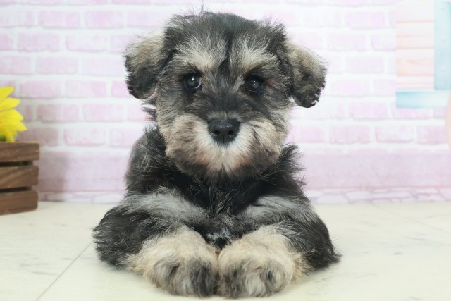 ミニチュア・シュナウザー