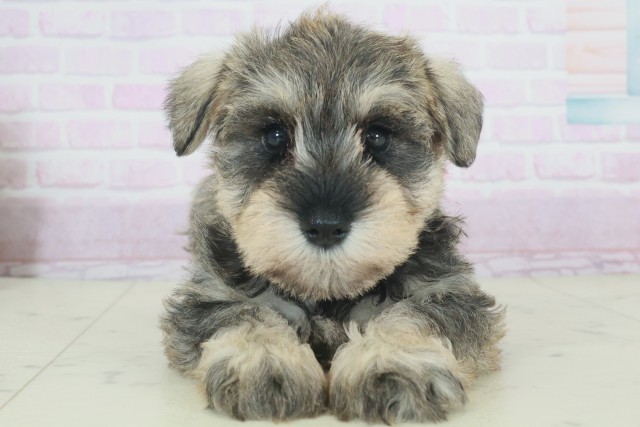 ミニチュア・シュナウザー