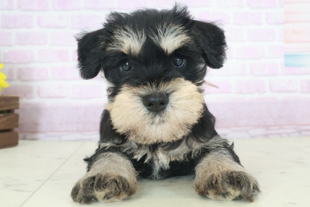 福岡県のミニチュアシュナウザー (Coo&RIKU黒崎店/2025年9月27日生まれ/女の子/ブラックシルバー)の子犬の1枚目の画像