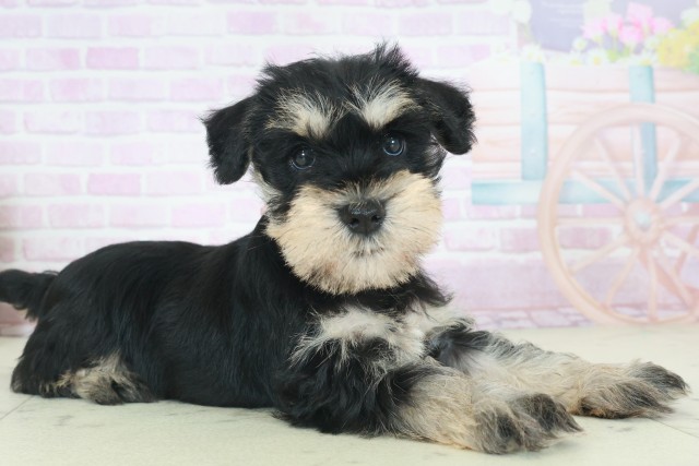 福岡県のミニチュアシュナウザー (Coo&RIKU黒崎店/2025年9月27日生まれ/女の子/ブラックシルバー)の子犬の2枚目の画像