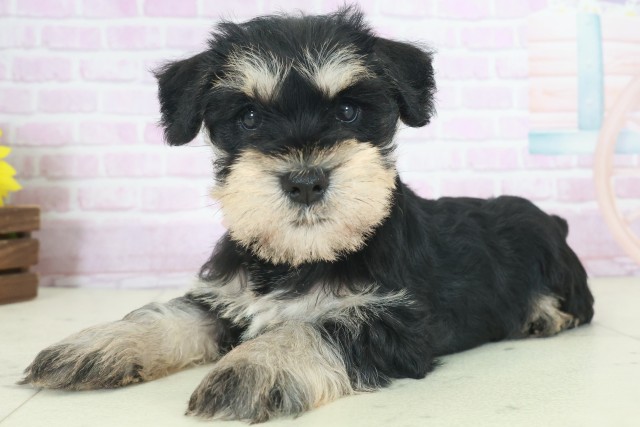 福岡県のミニチュアシュナウザー (Coo&RIKU黒崎店/2025年9月27日生まれ/女の子/ブラックシルバー)の子犬の3枚目の画像