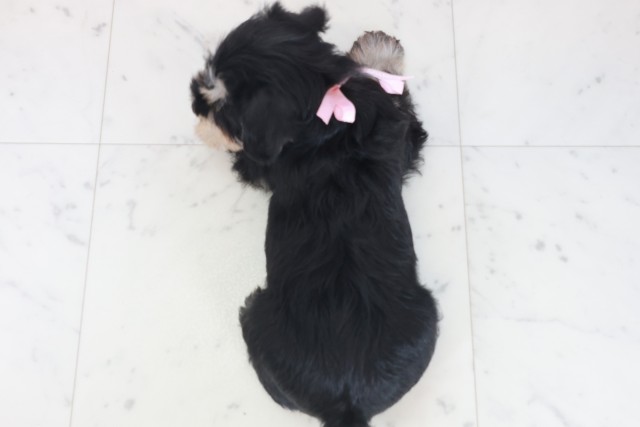 福岡県のミニチュアシュナウザー (Coo&RIKU黒崎店/2025年9月27日生まれ/女の子/ブラックシルバー)の子犬の4枚目の画像