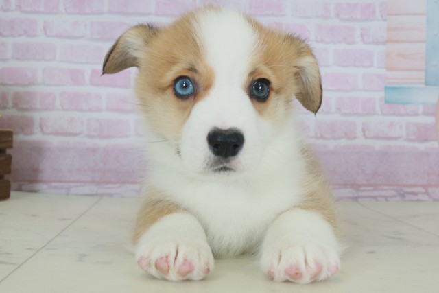 福岡県のウェルシュコーギーペンブローク (Coo&RIKUゆめタウン飯塚店/2025年9月28日生まれ/男の子/レッドホワイト)の子犬の1枚目の画像