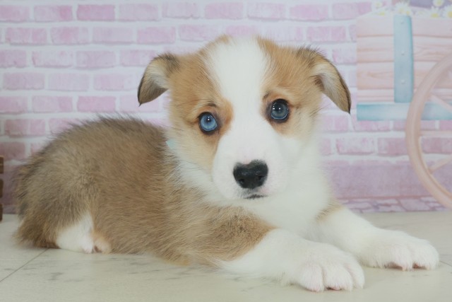 福岡県のウェルシュコーギーペンブローク (Coo&RIKUゆめタウン飯塚店/2025年9月28日生まれ/男の子/レッドホワイト)の子犬の2枚目の画像