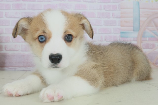 福岡県のウェルシュコーギーペンブローク (Coo&RIKUゆめタウン飯塚店/2025年9月28日生まれ/男の子/レッドホワイト)の子犬の3枚目の画像