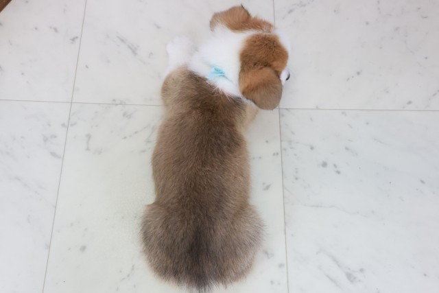 福岡県のウェルシュコーギーペンブローク (Coo&RIKUゆめタウン飯塚店/2025年9月28日生まれ/男の子/レッドホワイト)の子犬の4枚目の画像