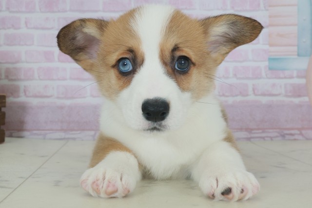 大分県のウェルシュコーギーペンブローク (Coo&RIKU大分店/2025年9月28日生まれ/女の子/レッドホワイト)の子犬の1枚目の画像