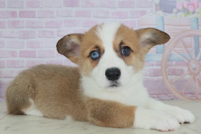 大分県のウェルシュコーギーペンブローク (Coo&RIKU大分店/2025年9月28日生まれ/女の子/レッドホワイト)の子犬の2枚目の画像