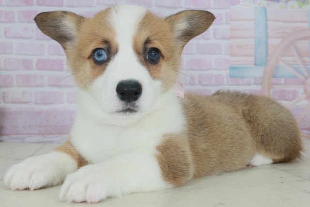 大分県のウェルシュコーギーペンブローク (Coo&RIKU大分店/2025年9月28日生まれ/女の子/レッドホワイト)の子犬の3枚目の画像