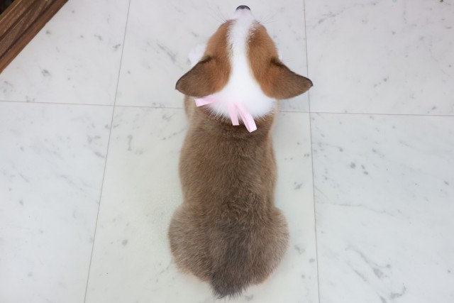 大分県のウェルシュコーギーペンブローク (Coo&RIKU大分店/2025年9月28日生まれ/女の子/レッドホワイト)の子犬の4枚目の画像