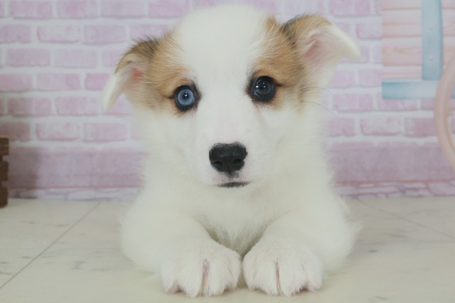 福岡県のウェルシュコーギーペンブローク (Coo&RIKUフォレストシティ春日店/2025年9月28日生まれ/女の子/レッドホワイト)の子犬の1枚目の画像