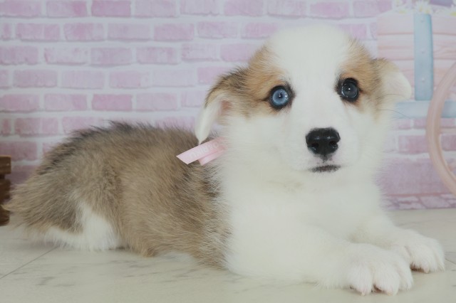 福岡県のウェルシュコーギーペンブローク (Coo&RIKUフォレストシティ春日店/2025年9月28日生まれ/女の子/レッドホワイト)の子犬の2枚目の画像